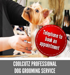 Professional Dog Grooming Service